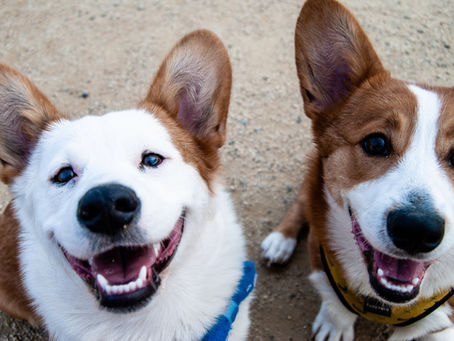 10 Reasons To Adopt A BDRR Dog