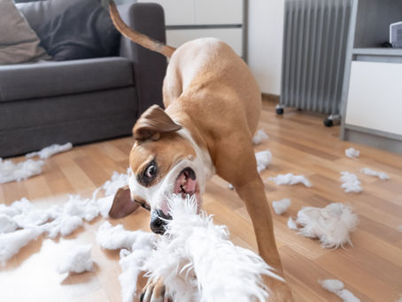 Is Your Puppy Too Hyper? Tips and Tricks On How To Calm Your Hyperactive Puppy