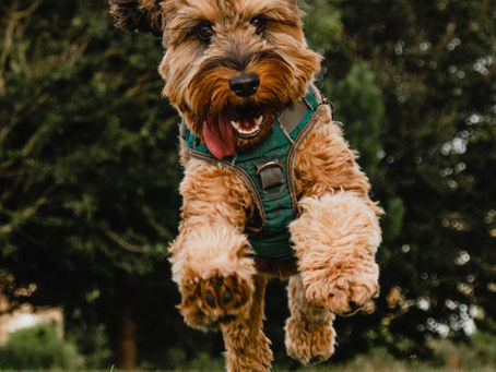 National Dog Day!