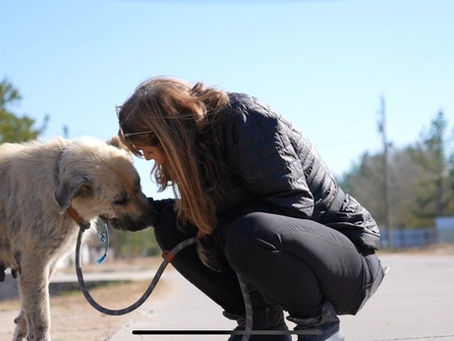 Animal welfare groups call on Biden admin to address 'thousands' of dogs abandoned by migrants