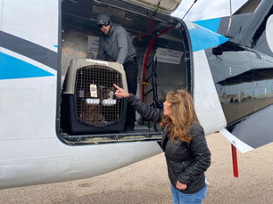 Owner of Big Dog Ranch Rescue on a mission to save canines left at the border: 'It's a huge problem'