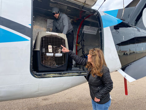 Owner of Big Dog Ranch Rescue on a mission to save canines left at the border: 'It's a huge problem'
