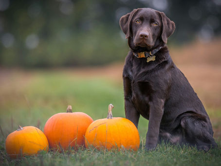 Tips and Tricks for Pet Owners on Halloween