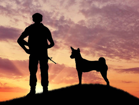 Ways In Which Service Dogs Can Help Veterans With PTSD