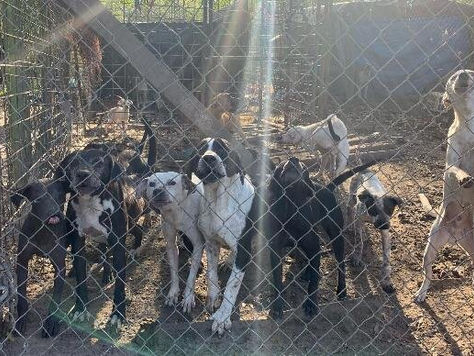 More than 100 dogs rescued from animal hoarders
