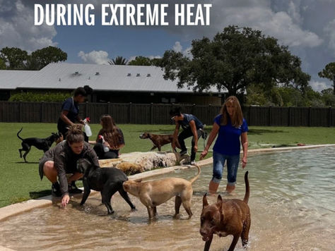 How to Keep Your Pets Safe During Extreme Heat