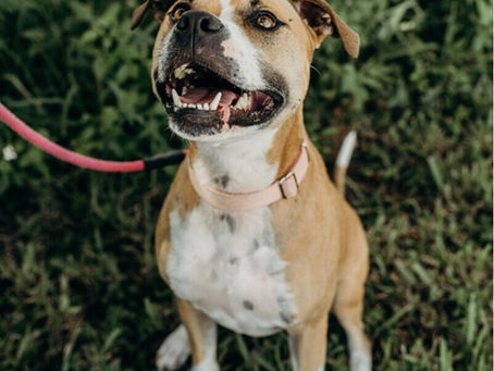 Must-Have Dog Collar