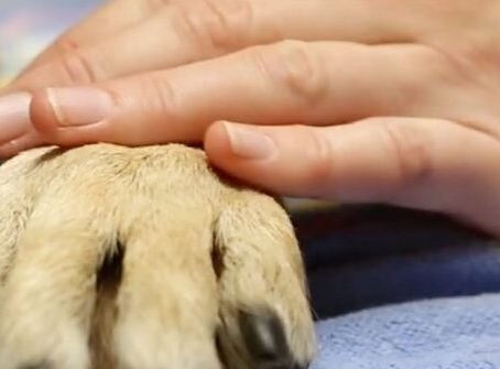 What's the Difference Between a Pet Parent and a Pet Owner?