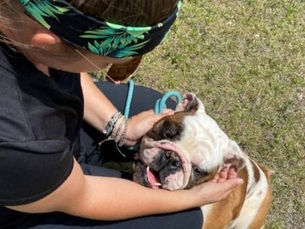 Golden Retrievers & Bulldogs arrive from Asia