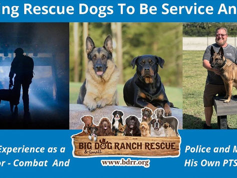 Training Rescue Dogs To Be Service Animals