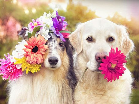 Last-Minute Mother’s Day gifts For the dog lover in your life