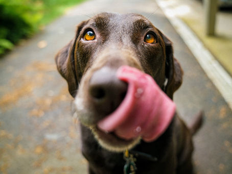 Dog Rehoming FAQs