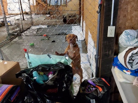 Dogs Rescued From Horrible Abuse in Tennessee