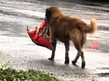 Keeping Your Dog Safe During Hurricane Season