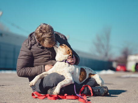 How to Foster a Dog