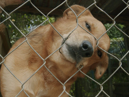Puerto Rico Rescues