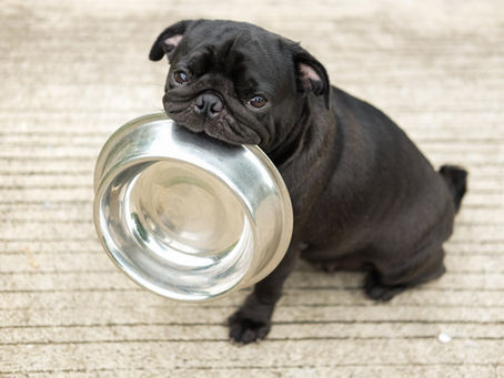 How to Feed Your rescue Dog