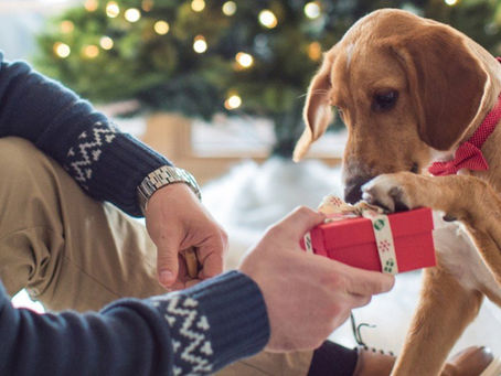 Why Fostering A Dog For The Holiday Is The Ultimate Gift