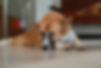 A copper brown dog