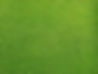Grassy Field