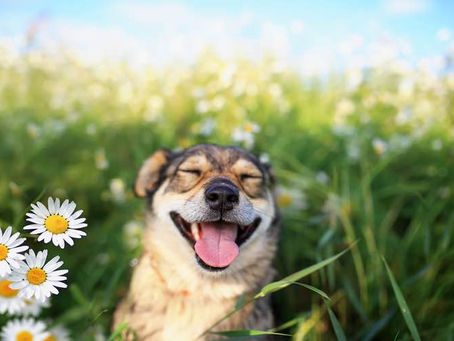 Spring Cleaning? Make Room for a Rescue Dog in Your Life!