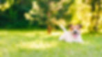 Lost_pets_bblog_16x9L.jpg