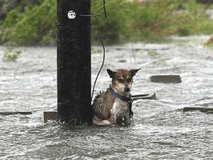 Hurricane Harvey Dog Rescue
