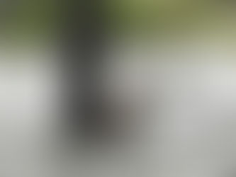 Hurricane Harvey Dog Rescue