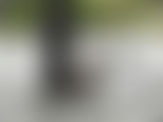 Hurricane Harvey Dog Rescue