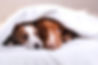 Two-Dogs-HuddledUnder-a-Blanket-600.jpg