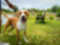 happy+dog.jpg