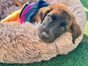 Rocky's Road to Recovery