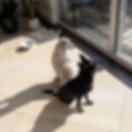 Pirata and Nano in their foster home