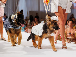 Fashion, philanthropy and furry friends take over Mar-a-Lago for dog fundraiser