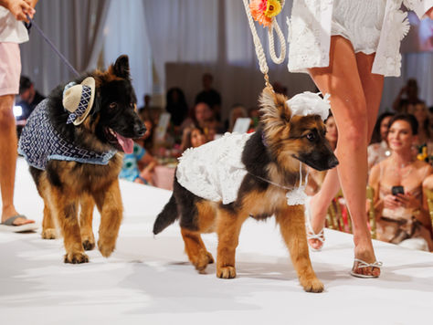 Fashion, philanthropy and furry friends take over Mar-a-Lago for dog fundraiser