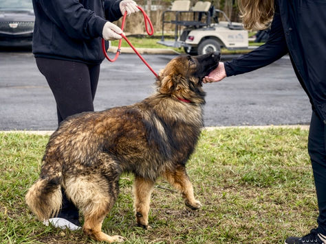 88 German Shepherds saved, dozens sent to Florida after FBI raid at Texas breeding ranch
