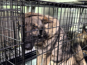 100+ Shepherds Saved  from the Hands of a Monster