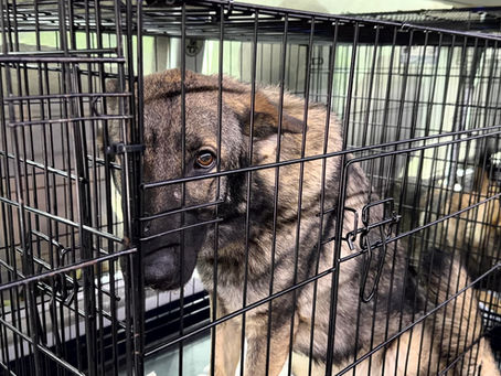 100+ Shepherds Saved  from the Hands of a Monster