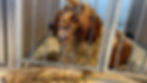 https://www.wptv.com/news/palm-beach-county/14-severely-matted-doodle-dogs-rescued-by-big-dog-ranch-from-breeder-in-alabama