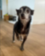 Pirata was living in our Senior Sanctuary while he was here