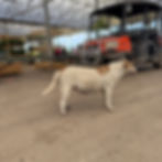 Moo Cow, when we found her