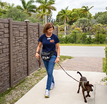 dog walking volunteer.jpeg