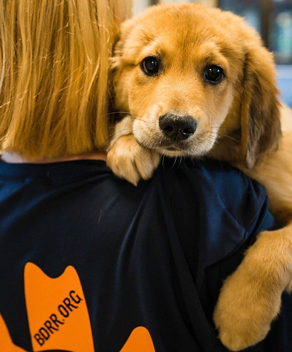 over+shoulder+pup-2.jpg