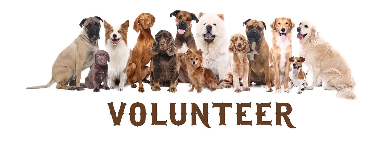 volunteer.jpg_format=2500w.jpg