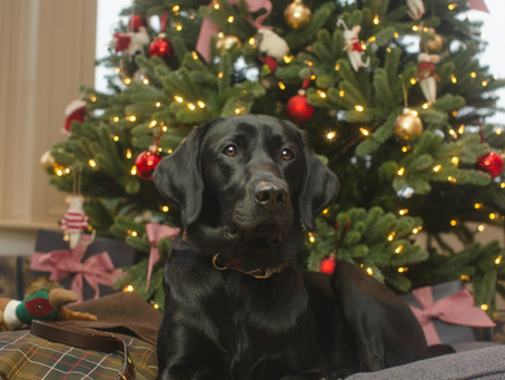 A Holiday Reminder That Pets Are Not Presents