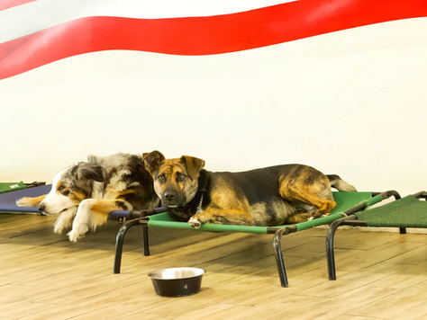 Healing Spaces: A Journey into Big Dog Ranch Rescue