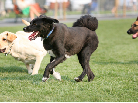 Best Dog Parks In South Florida