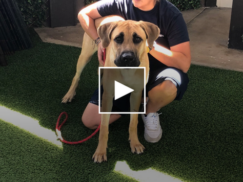 Animal rescues reporting more owners surrendering pets due to housing crisis, inflation