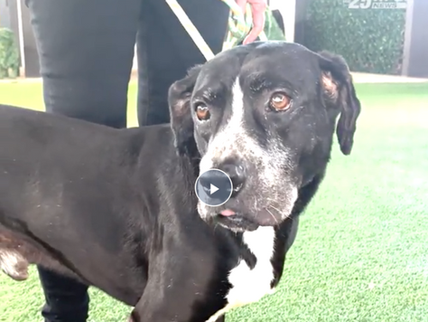 BDRR Resident Dog is highlighted by WPBF