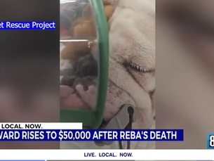 Reward rises to $50K leading to arrest in Reba the English Bulldog’s death